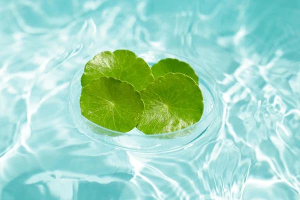 Centella Asiatica Pflegeprodukte entdecken | Wonder Skin Deutschland