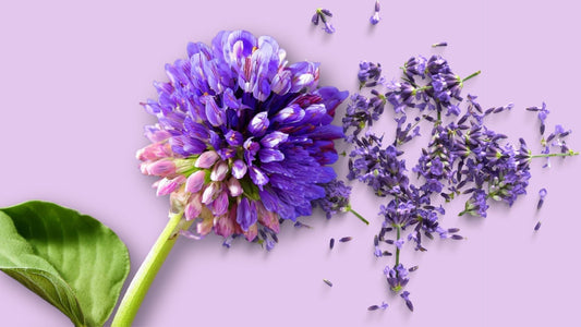 Retinol vs. Bakuchiol: Was ist besser für Ihre Haut?